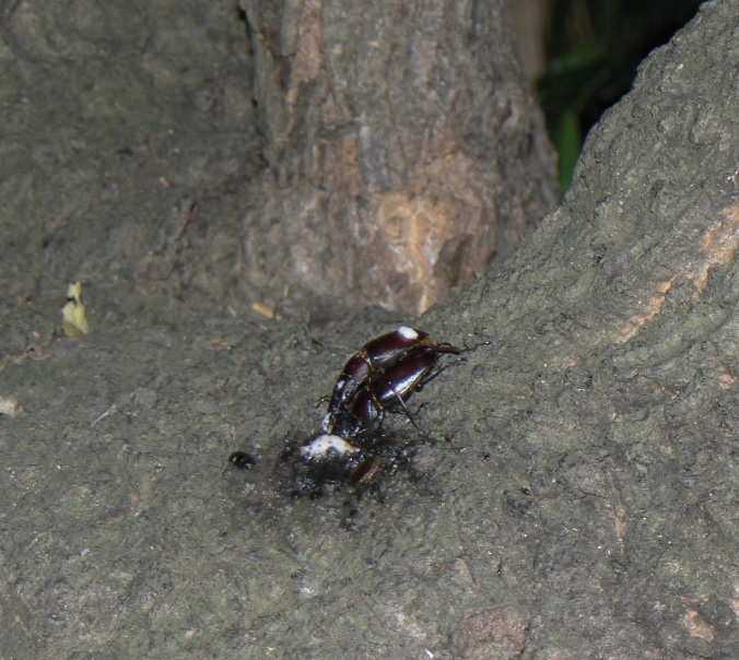 大木クヌギ 目線中央の樹液_ノコギリクワガタのペア_2021年5月26日19時45分頃 23度